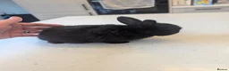 Mini Lop rabbits for sale: One very friendly girl looking for a loving home - Advert 2