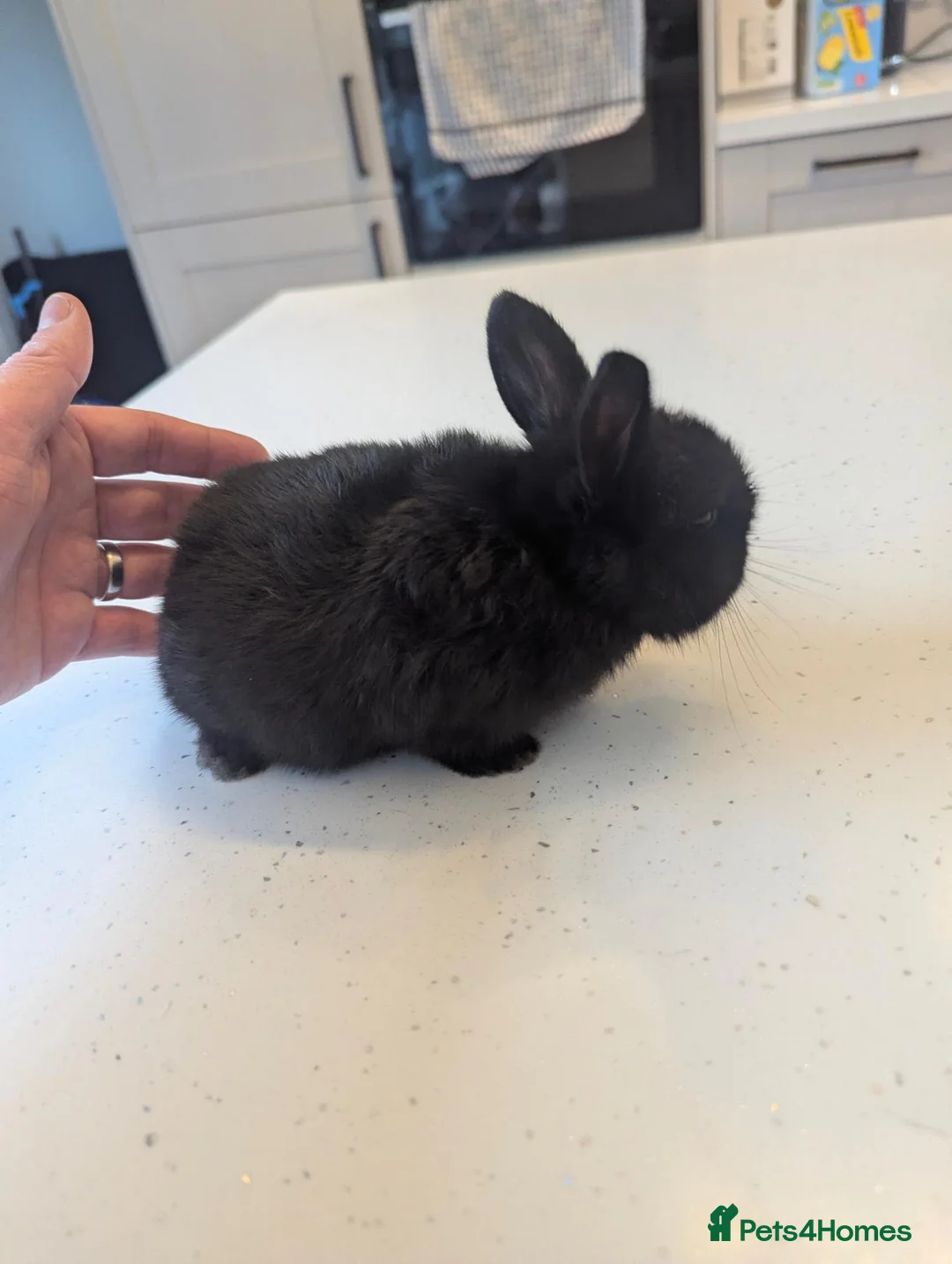 Mini Lop rabbits for sale: One very friendly girl looking for a loving home - Advert 2