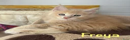 Maine Coon cats for sale: Beautiful Maine Coon Kittens-Ready Soon - Advert 32