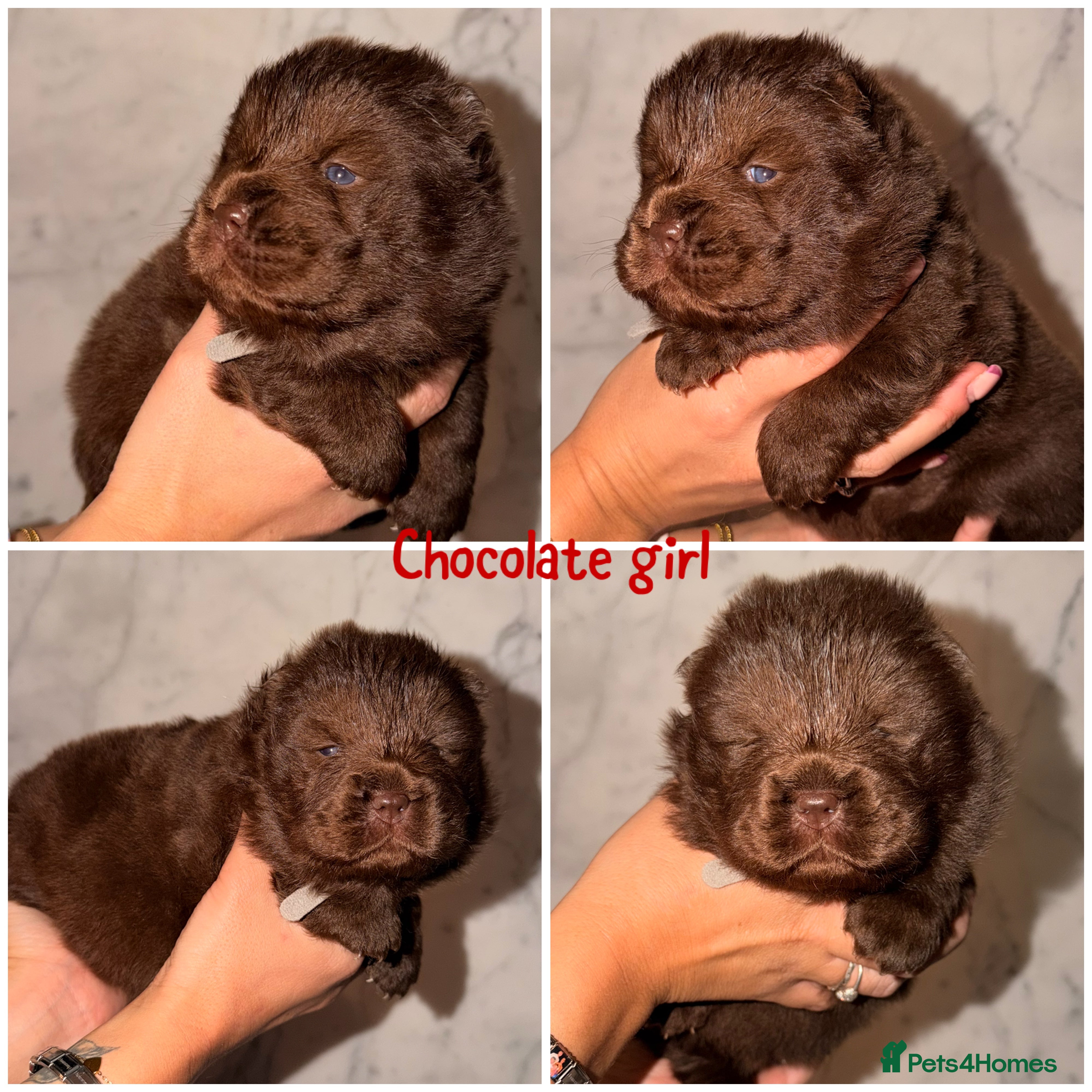 Chow Chow dogs Chow chow pups for sale  - Advert 1