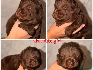 Chow Chow dogs Chow chow pups for sale - Advert 1