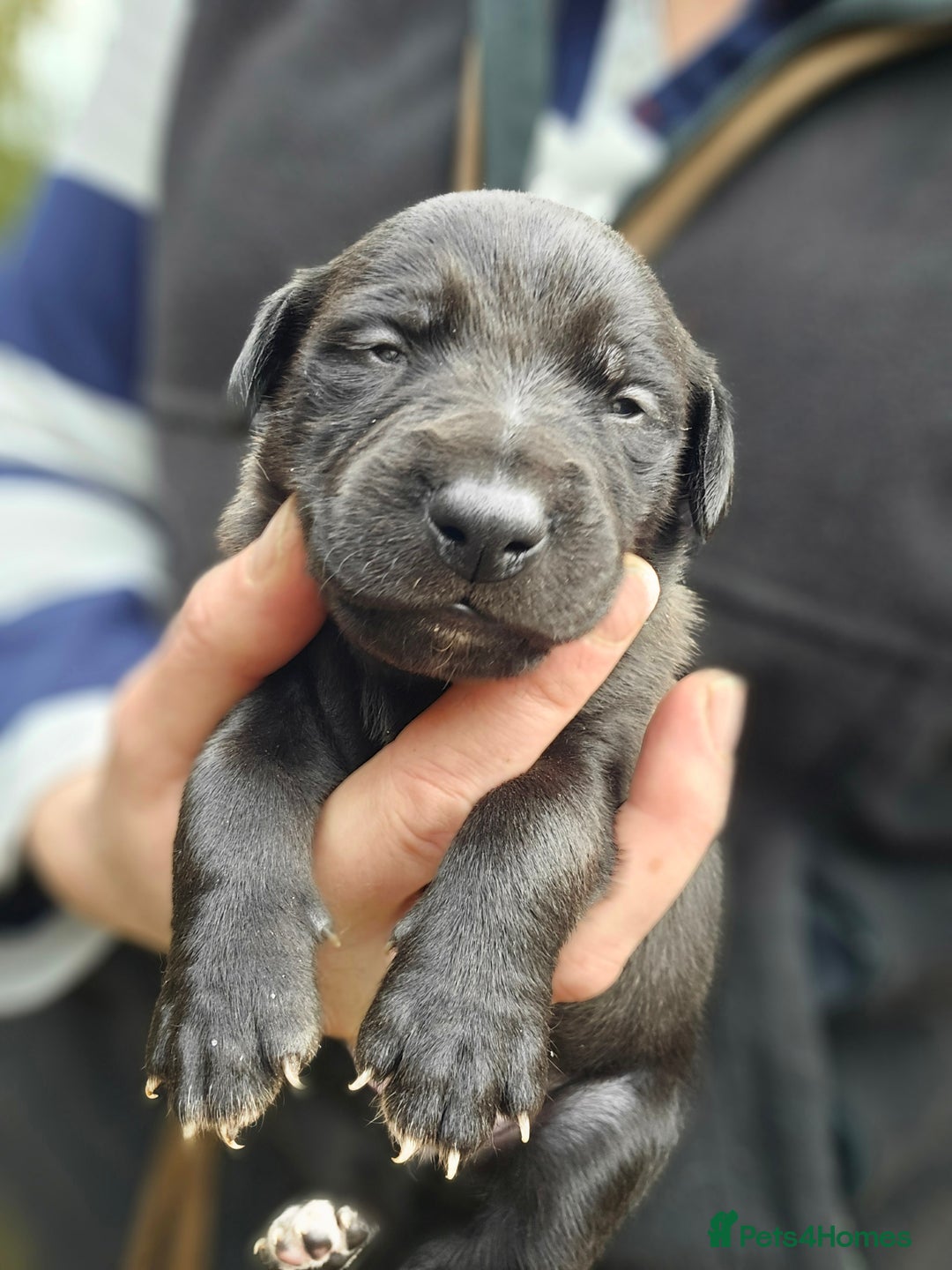 Whippet dogs for sale: Raven & Dobby   kc whippets - Advert 15