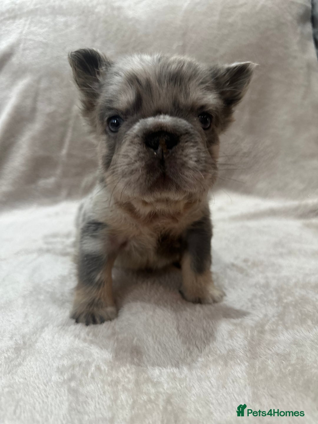French Bulldog dogs for sale: RARE FLUFFY FRENCHIES! LAST 3 LEFT!!!! - Advert 12