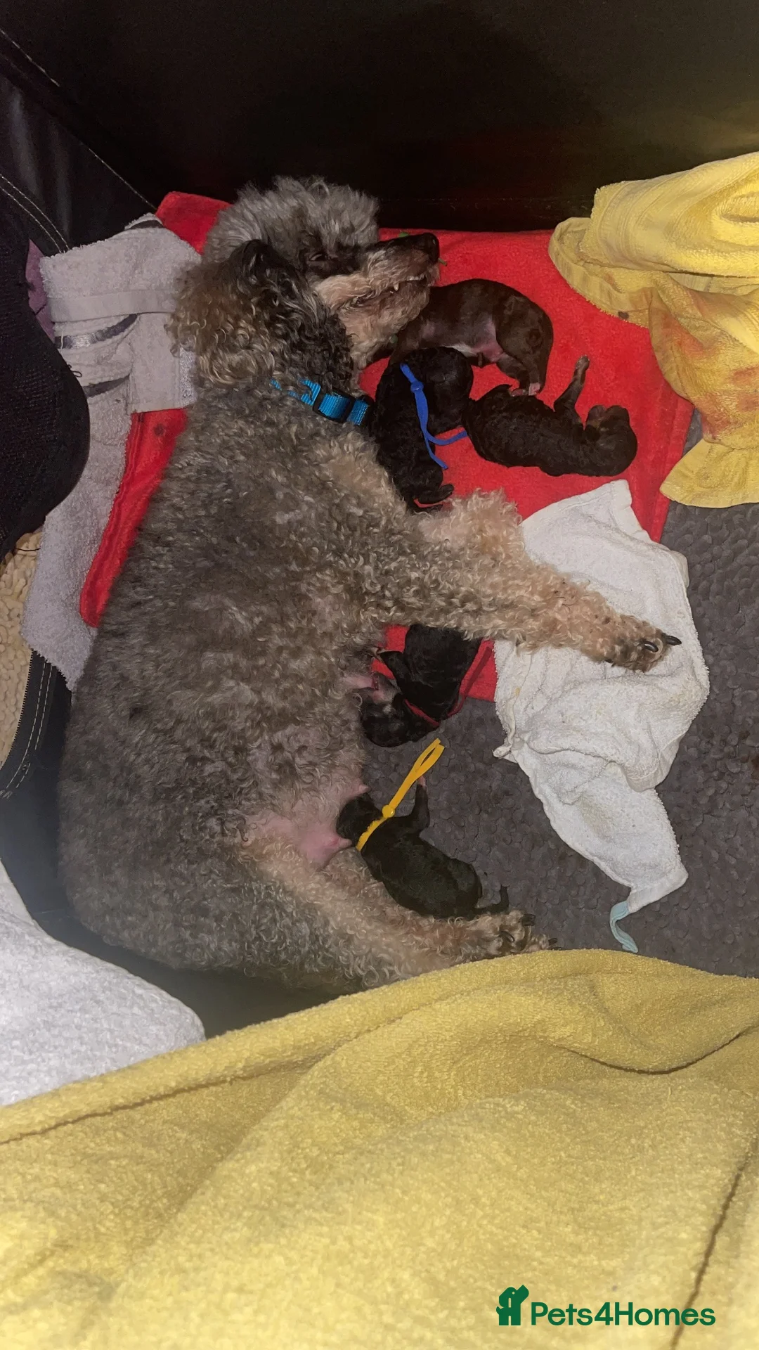 Cavapoo dogs for sale: Toy Cavapoo puppies  - Advert 39