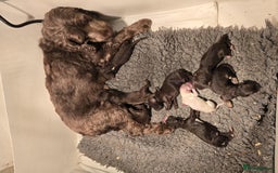 Cockapoo dogs for sale: Cockapoo Puppies Homebred Council Domestic Breeder - Image 4