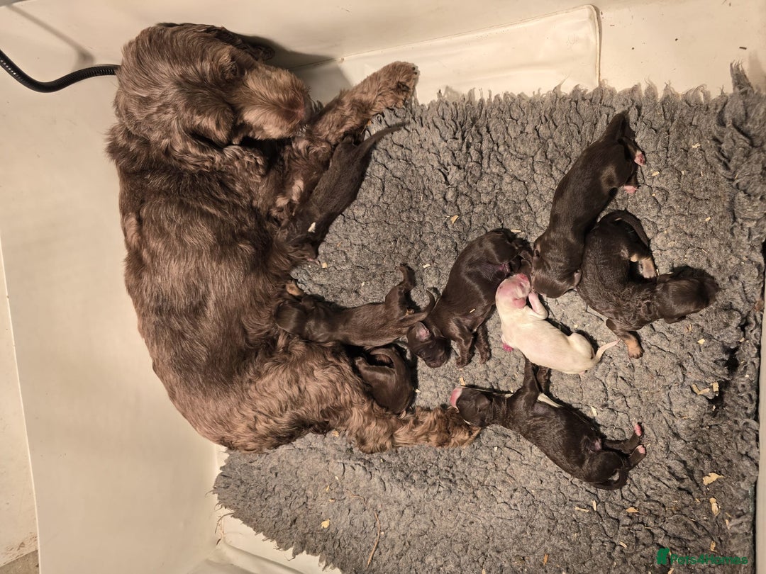 Cockapoo dogs for sale: Cockapoo Puppies Homebred Council Domestic Breeder - Image 4