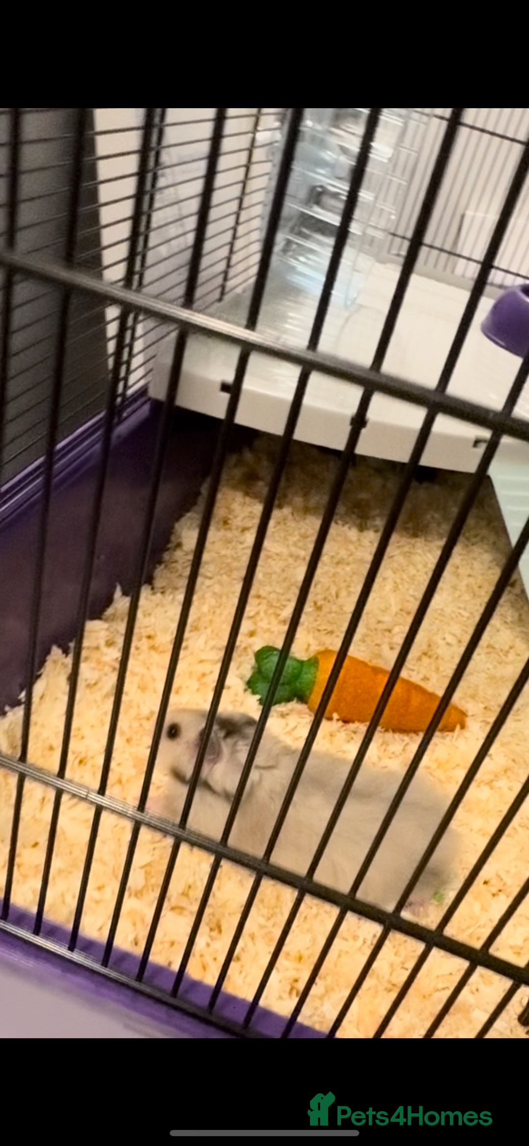 Hamster rodents for sale: 🐹 Syrian Hamster for Sale – Cage and Extras 🏡 - Image 5