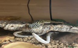 Leopard Gecko reptiles for sale: Leopard gecko for sale with full set up  - Image 4