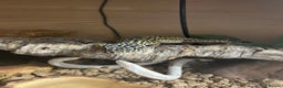 Leopard Gecko reptiles for sale: Leopard gecko for sale with full set up  - Advert 4