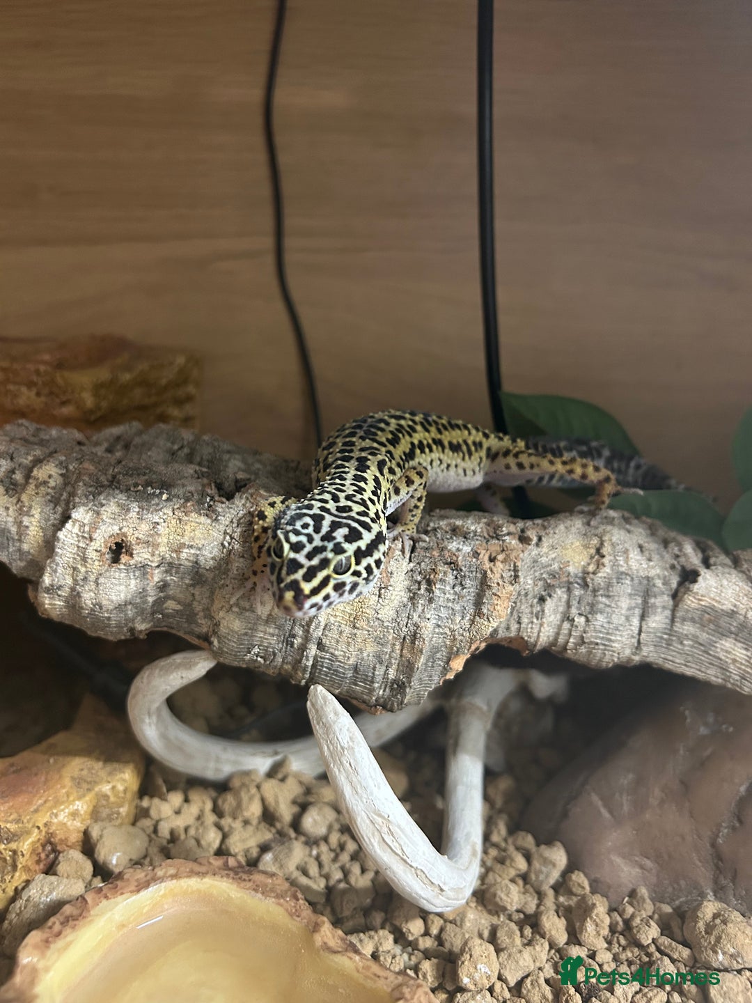 Leopard Gecko reptiles for sale: Leopard gecko for sale with full set up  - Image 4