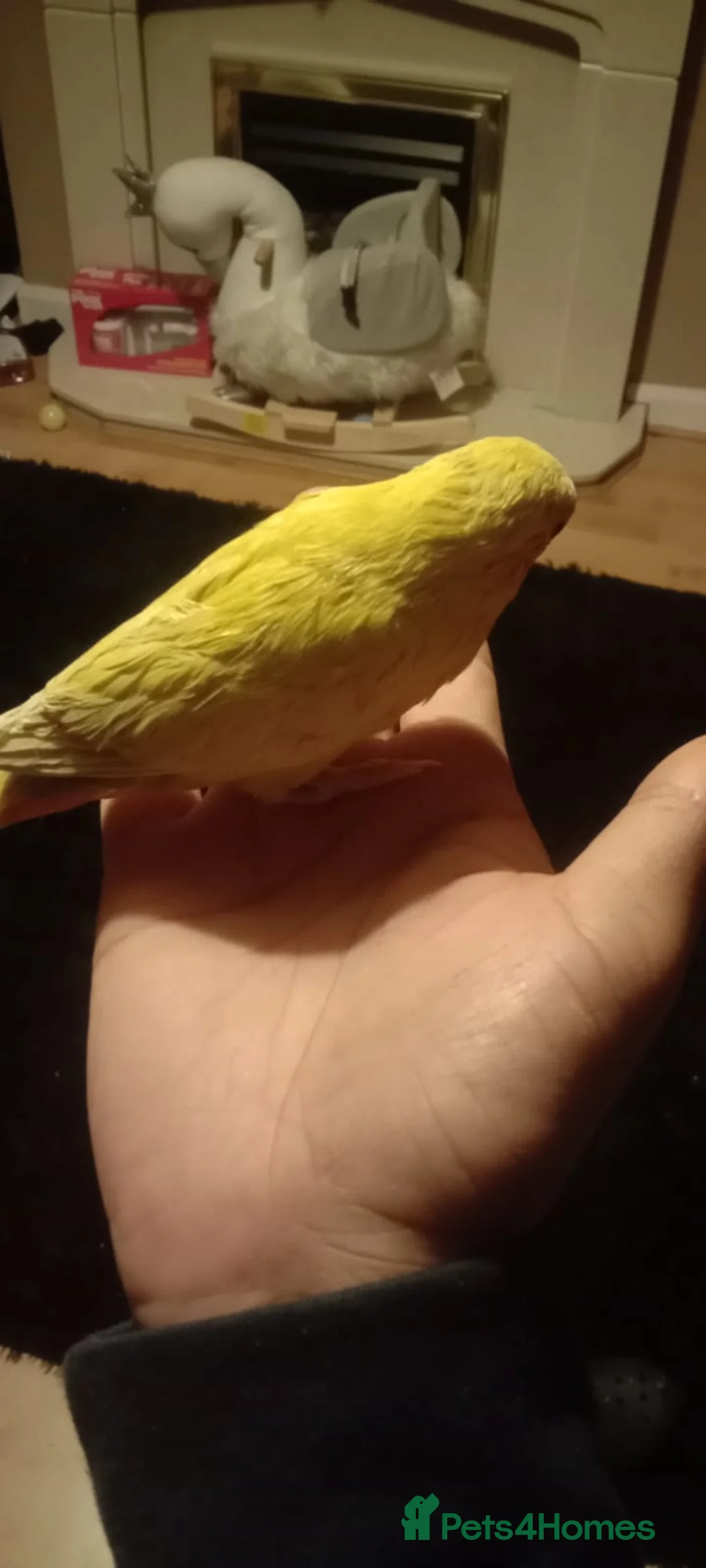 Lovebirds birds for sale: 8 tame lovebirds  - Advert 9