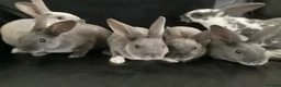 Rex rabbits for sale: Mini rex - Advert 5