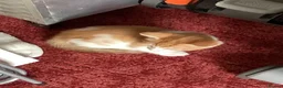Mixed Breed cats for sale: Kittens for sale  - Advert 4
