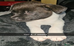 Mixed Breed dogs for sale: American akita x staffy pups for sale ONE LEFT - Image 23