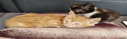 Mixed Breed cats for sale: Gorgeous kittens - Advert 11