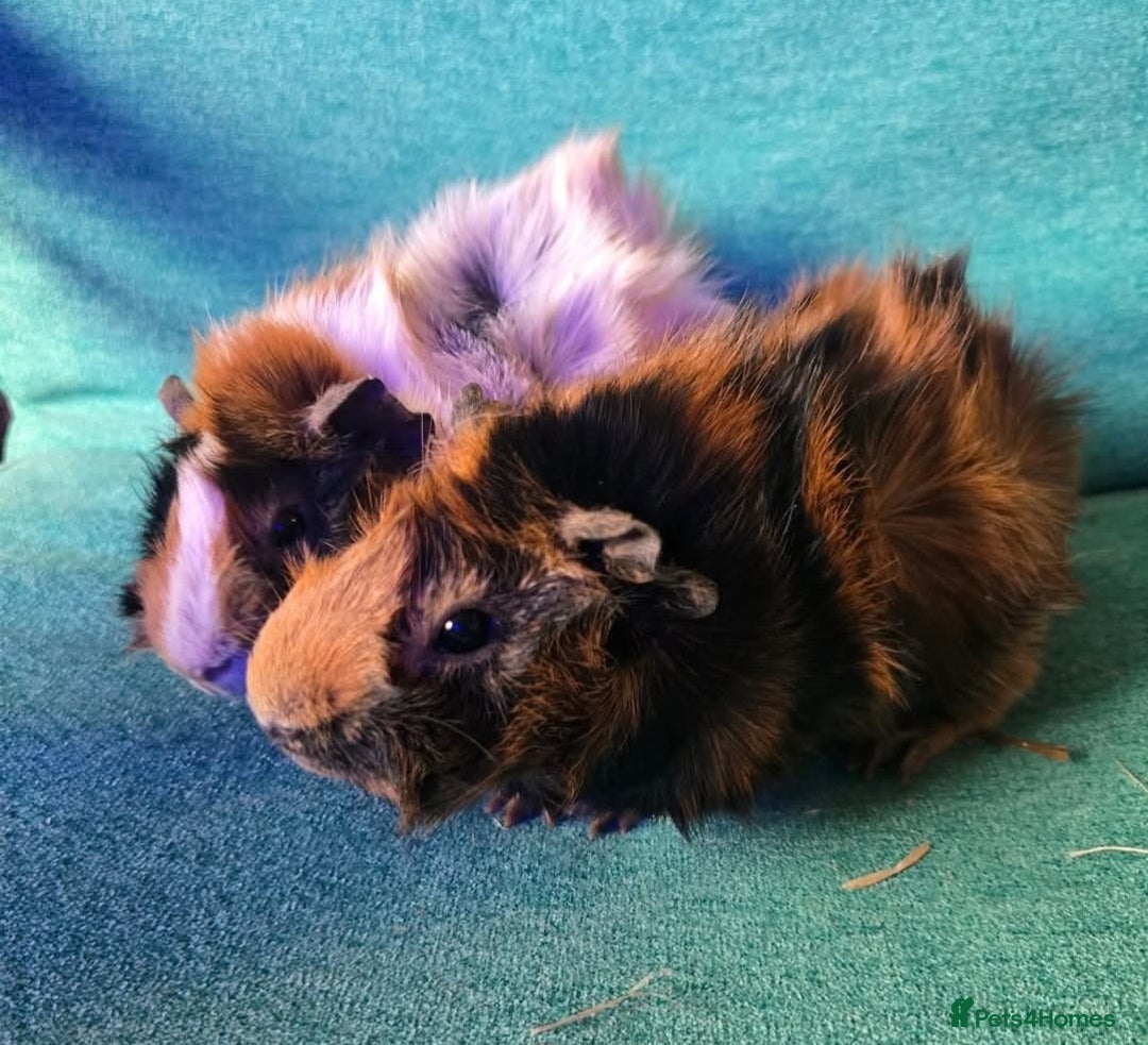 Guinea Pig rodents for sale: 2x male guinea pigs - Image 1