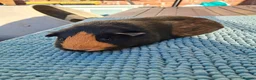 Guinea Pig rodents for sale: Trio of female guinea pigs and one boar - Advert 10