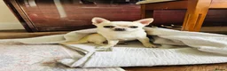Chihuahua dogs for stud: Chihuahua Stud KC Registered  - Advert 4