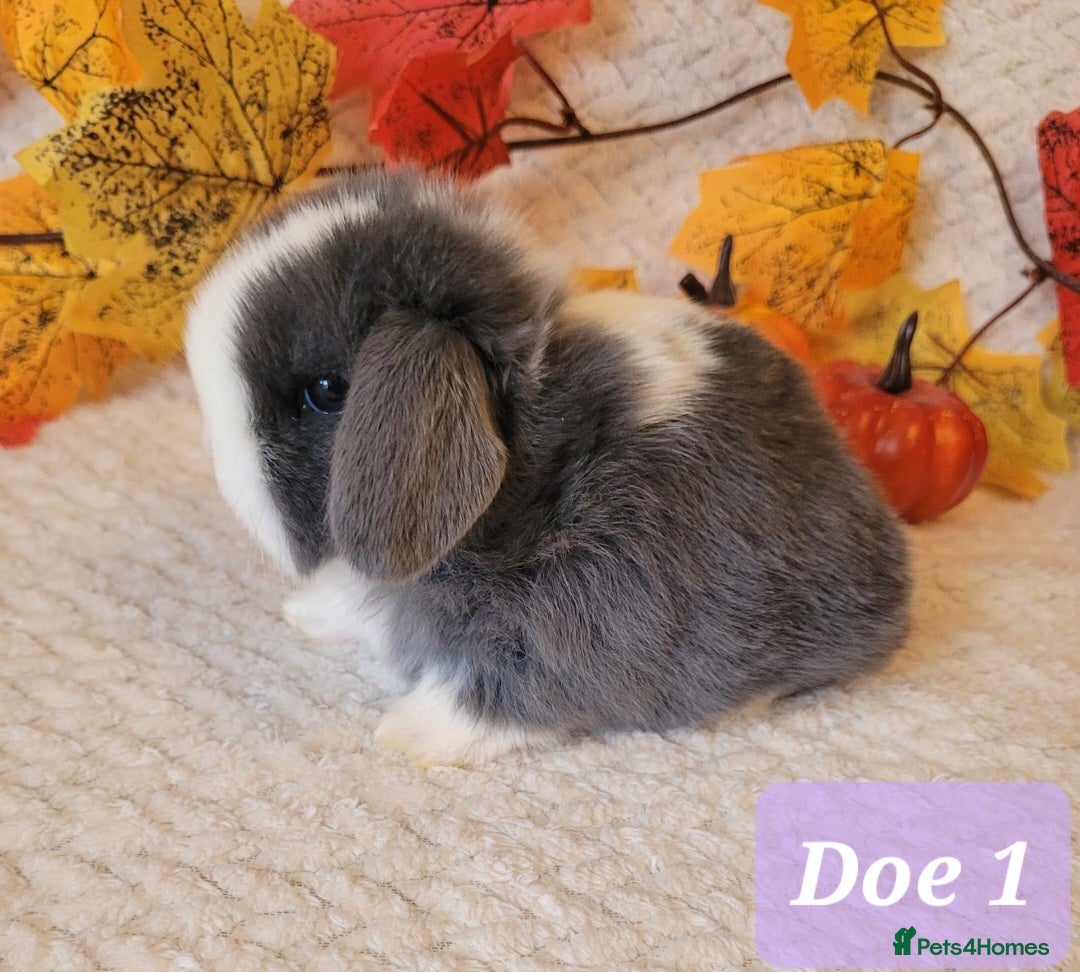 Mini Lop rabbits Beautiful pure bred mini lops - Advert 1