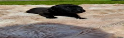 Cane Corso dogs for sale: Cane corso - Advert 13