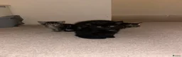 Bengal cats for sale: 4 beautiful kittens for sale  in Portsmouth - Advert 13