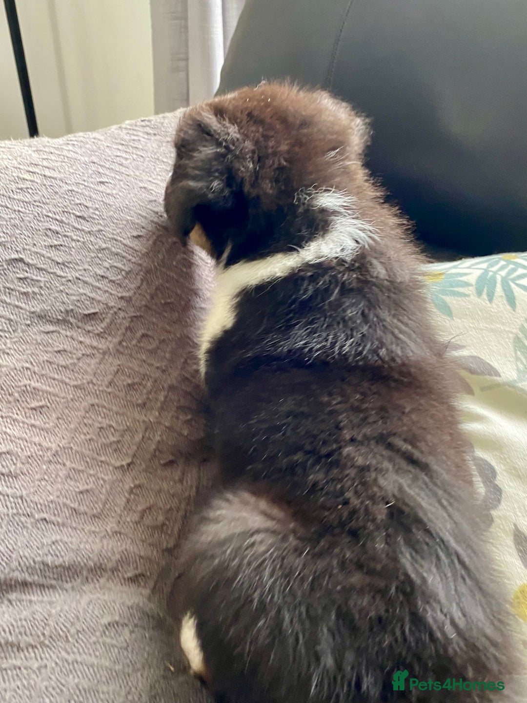 Australian Shepherd dogs for sale: Miss Julie Duckworth - Image 9
