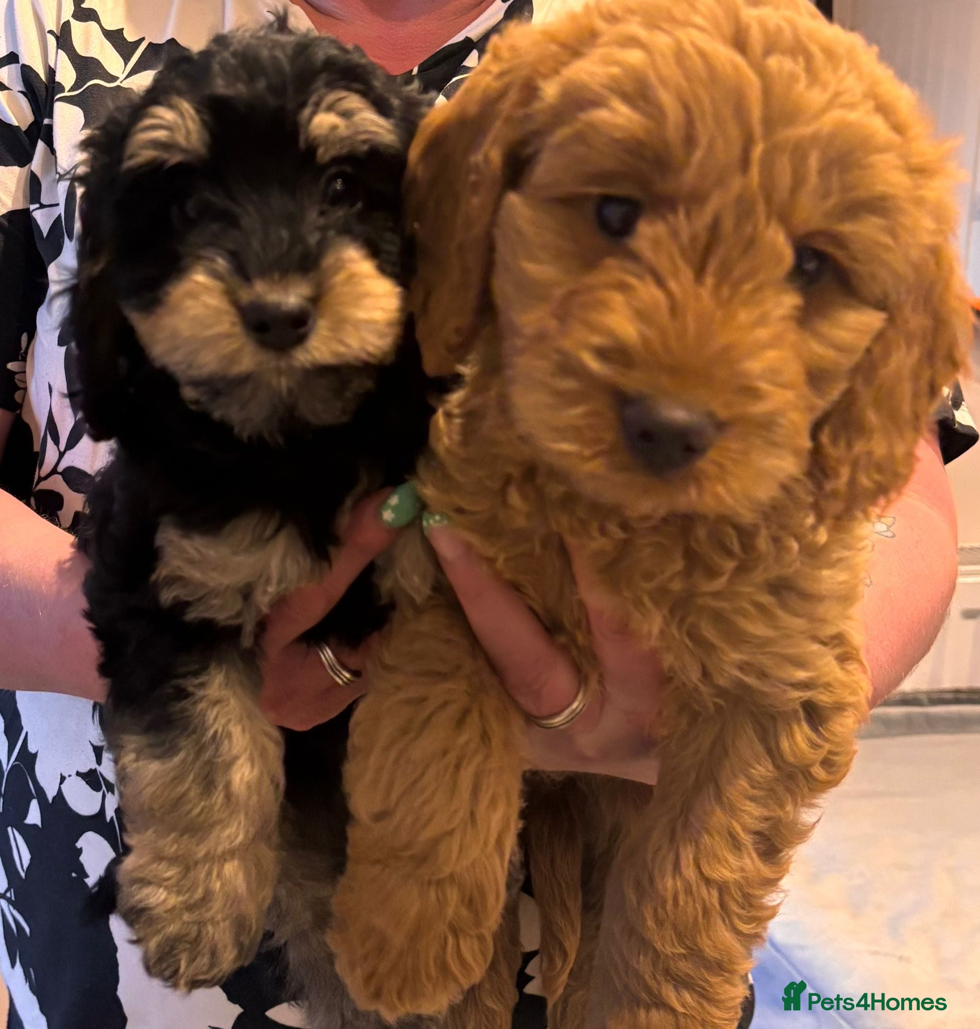 Cockapoo dogs F1 Miniature Cockapoo Males  - Advert 1