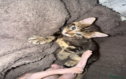 Brazilian Shorthair cats for sale: Gorgeous Brazilian short hair kittens - Image 7