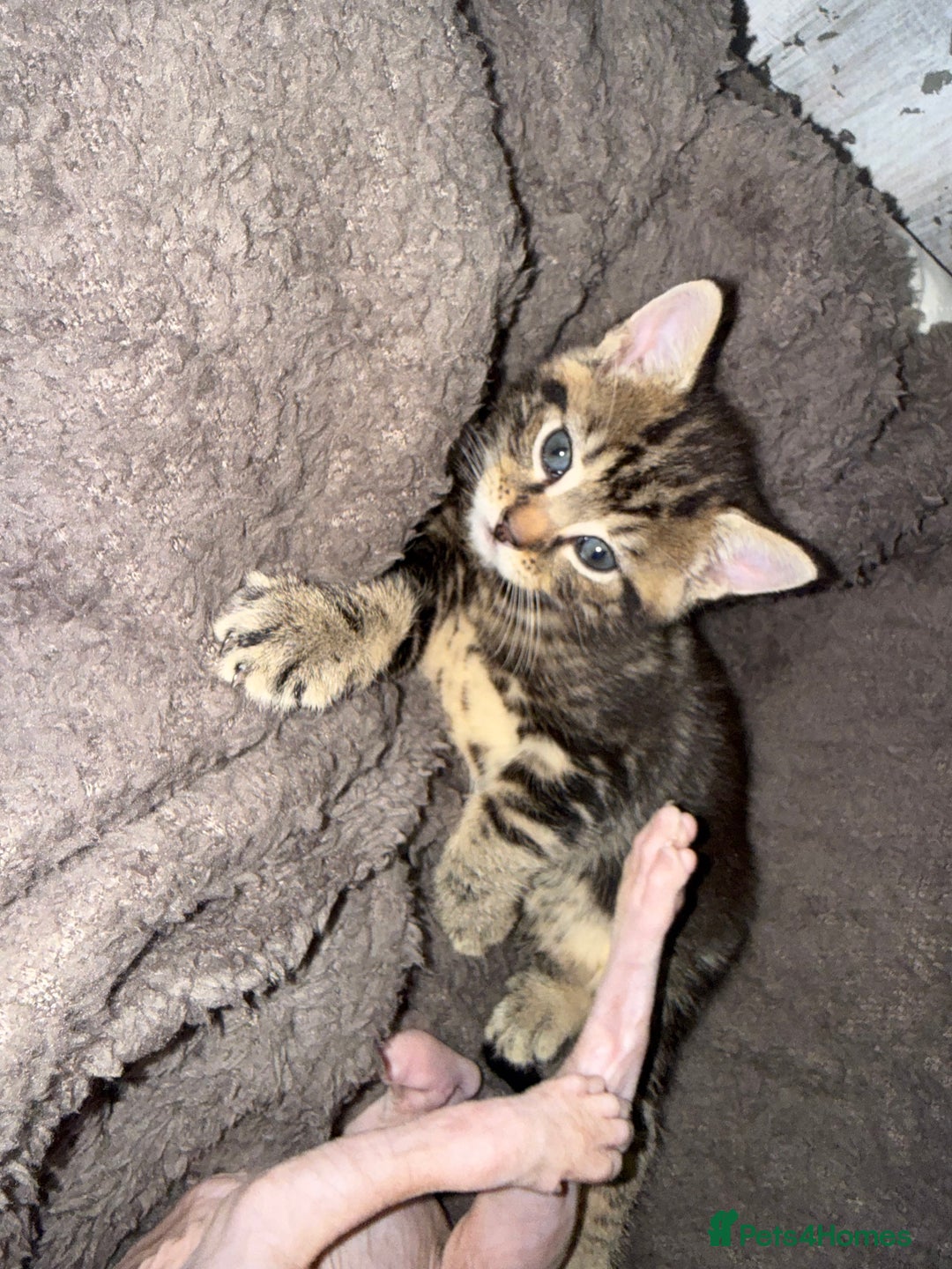 Brazilian Shorthair cats for sale: Gorgeous Brazilian short hair kittens - Image 7