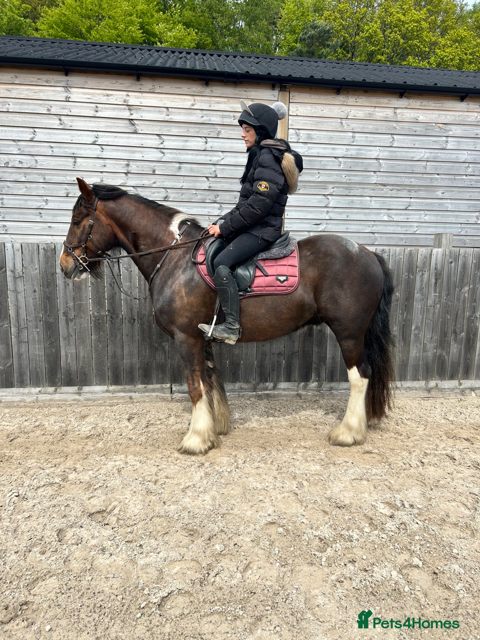 Irish Cob horses 15hh safe cob - Advert 1
