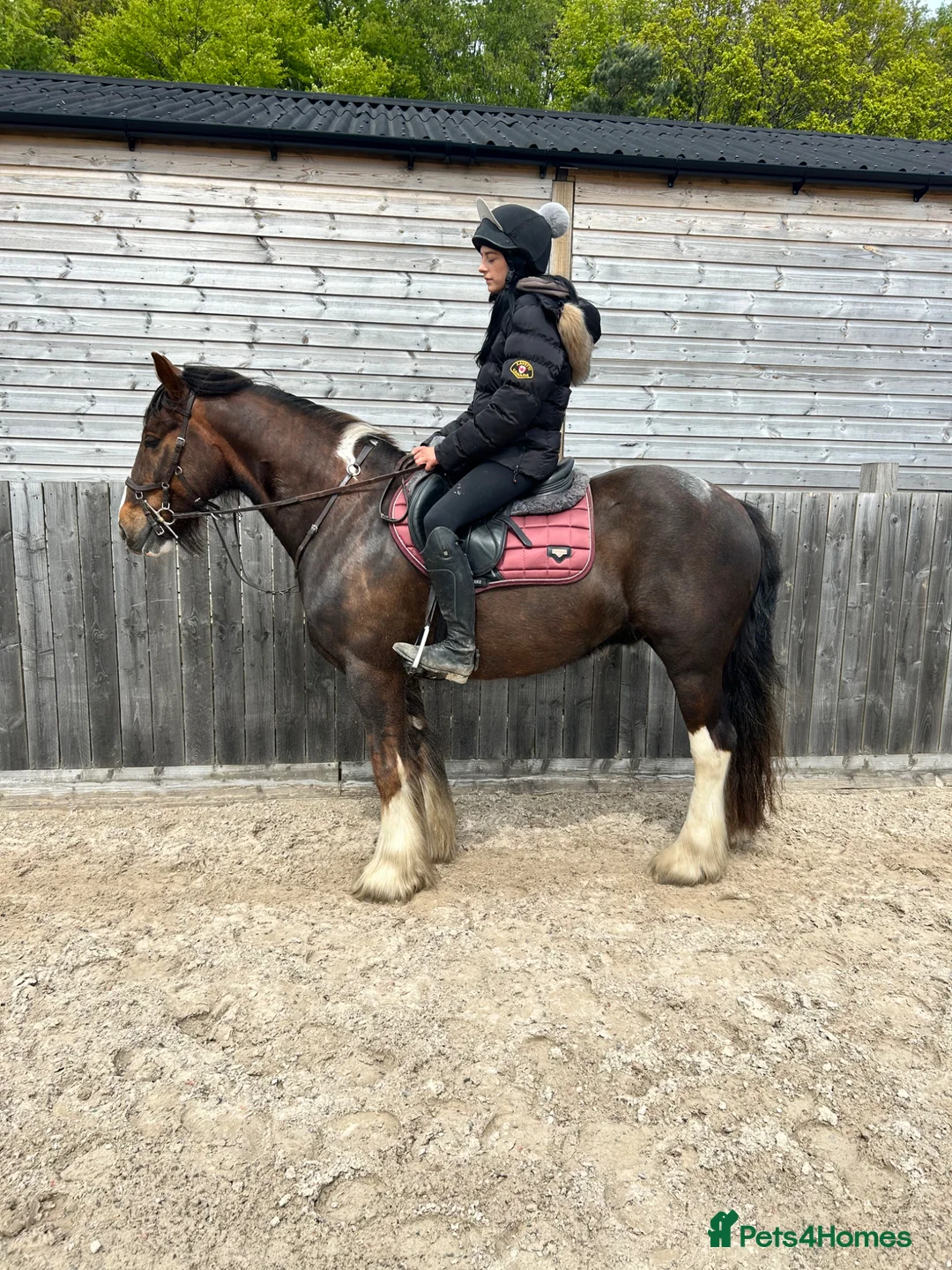 Irish Cob horses for sale: 15hh safe cob - Advert 1