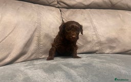 Cockapoo dogs for sale: 🐶F1 Cockerpoo Pups – Merle, Chocolate, Apricot 🐶 - Image 8