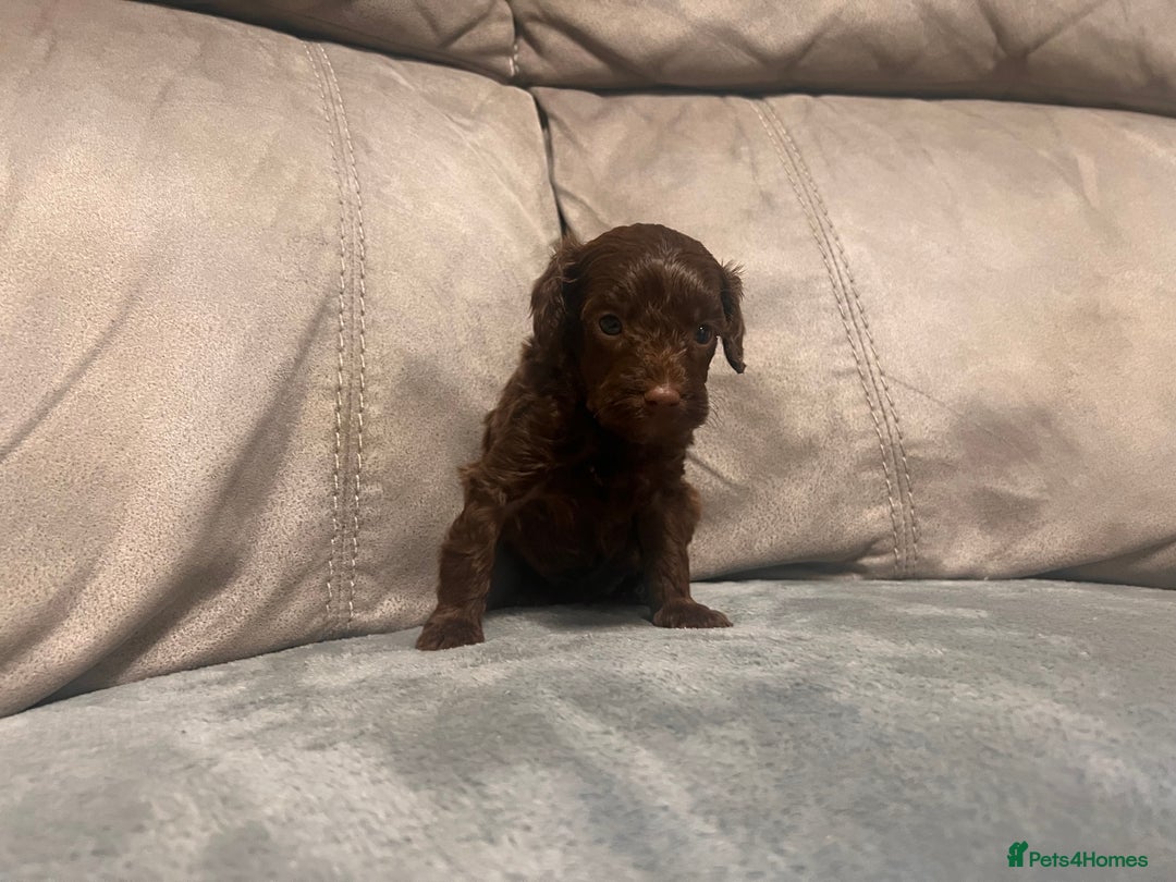 Cockapoo dogs for sale: 🐶F1 Cockerpoo Pups – Merle, Chocolate, Apricot 🐶 - Image 8