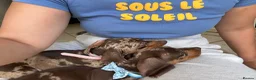 Dachshund dogs for sale: Last 2 Gorgeous Dapple Dachshund Puppies - Advert 4