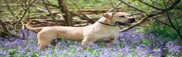 Boerboel dogs for sale: Topguard Kennels 2026 waitlist now open! - Advert 2