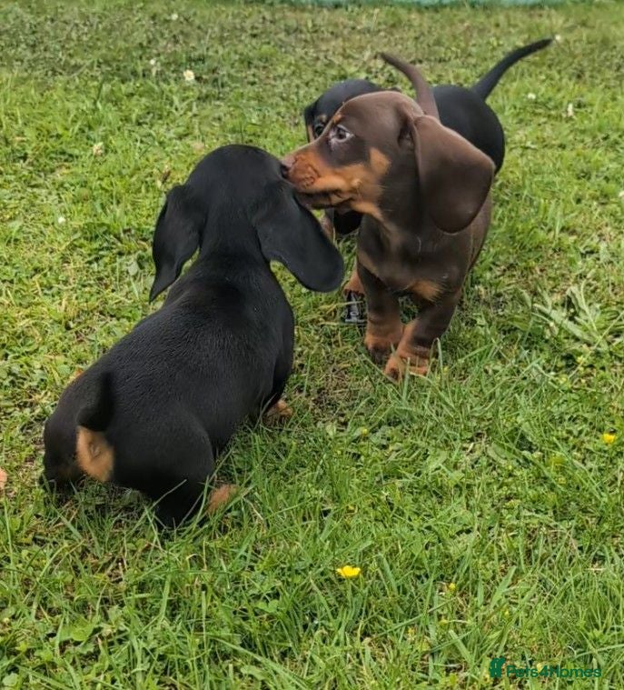 Miniature Dachshund dogs Quality KC/ PRA clear Miniature Dachshund puppies  - Advert 2