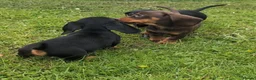 Miniature Dachshund dogs for sale: Quality KC/ PRA clear Miniature Dachshund puppies  - Advert 3