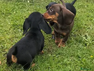 Miniature Dachshund dogs Quality KC/ PRA clear Miniature Dachshund puppies - Advert 2