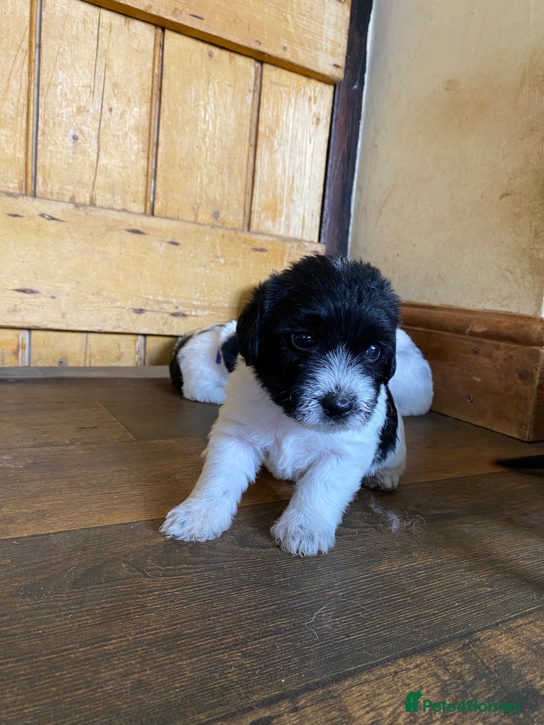 Jackapoo dogs for sale: Beautiful Jackapoo Puppies - Image 6