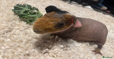 Guinea Pig rodents - Advert 13