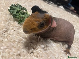 Guinea Pig rodents - Advert 2