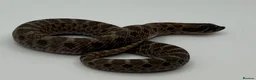 Snake reptiles for sale: Sable & 100% Het Sable Western Hognose Clutch - Advert 3