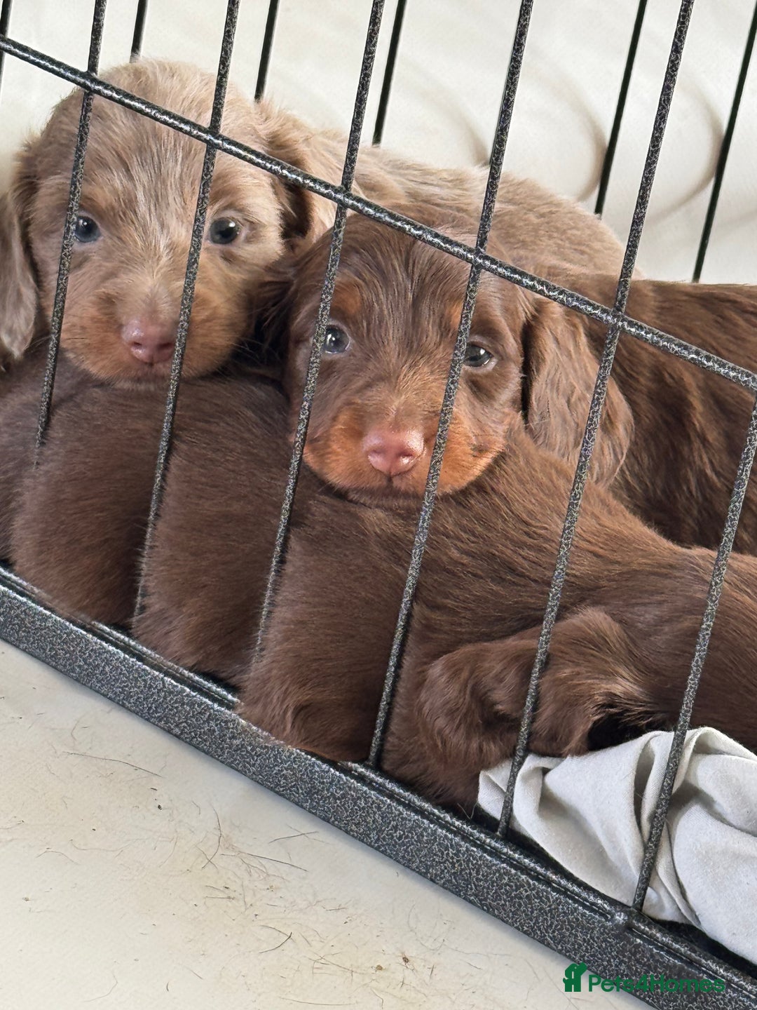 Miniature Dachshund dogs for sale: Long haired miniture dachshund  - Image 1