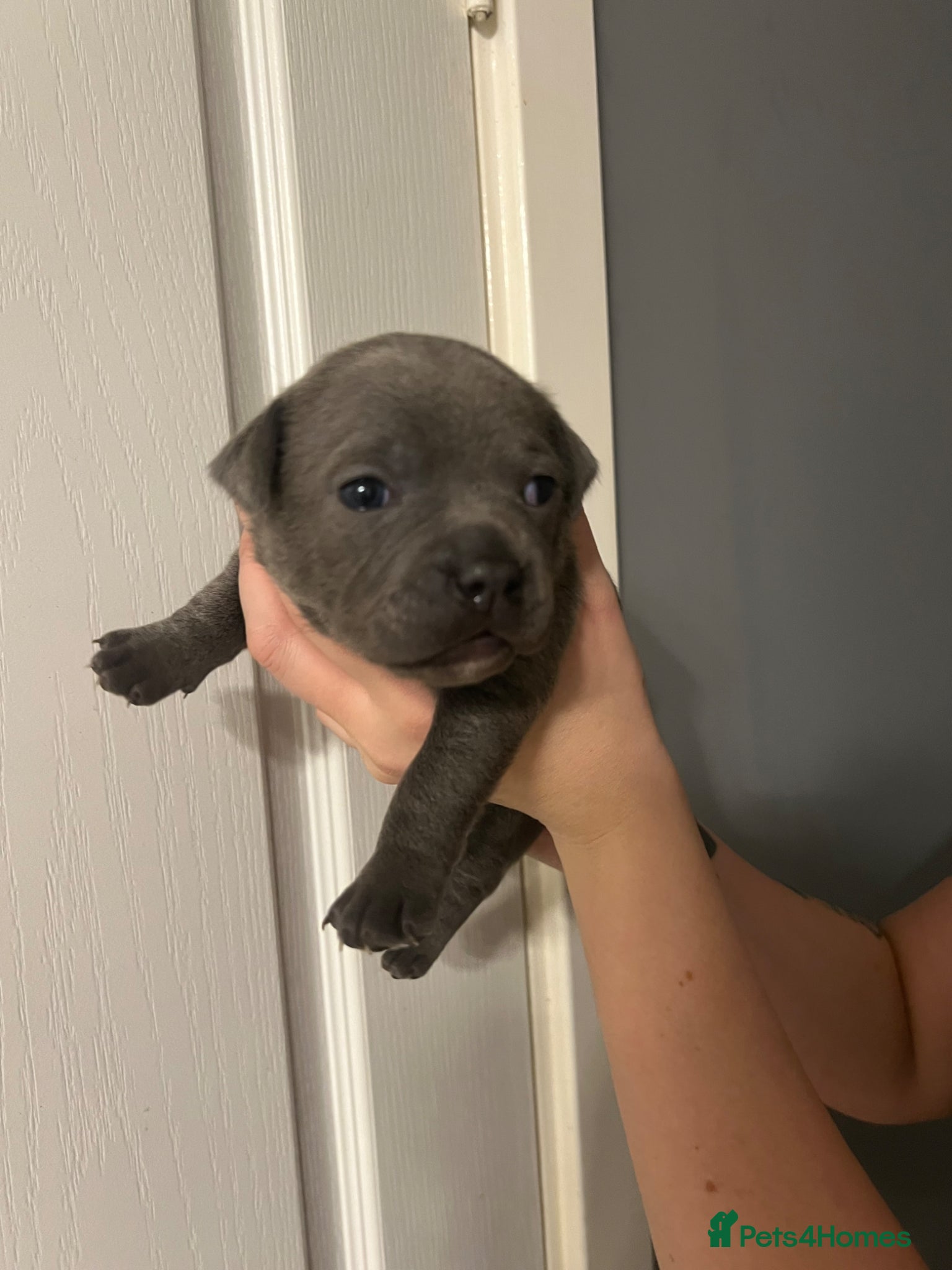 Staffordshire Bull Terrier dogs Blue KC registered Staffordshire bull terrier  - Advert 16