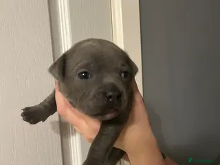 Staffordshire Bull Terrier dogs Blue KC registered Staffordshire bull terrier - Advert 1