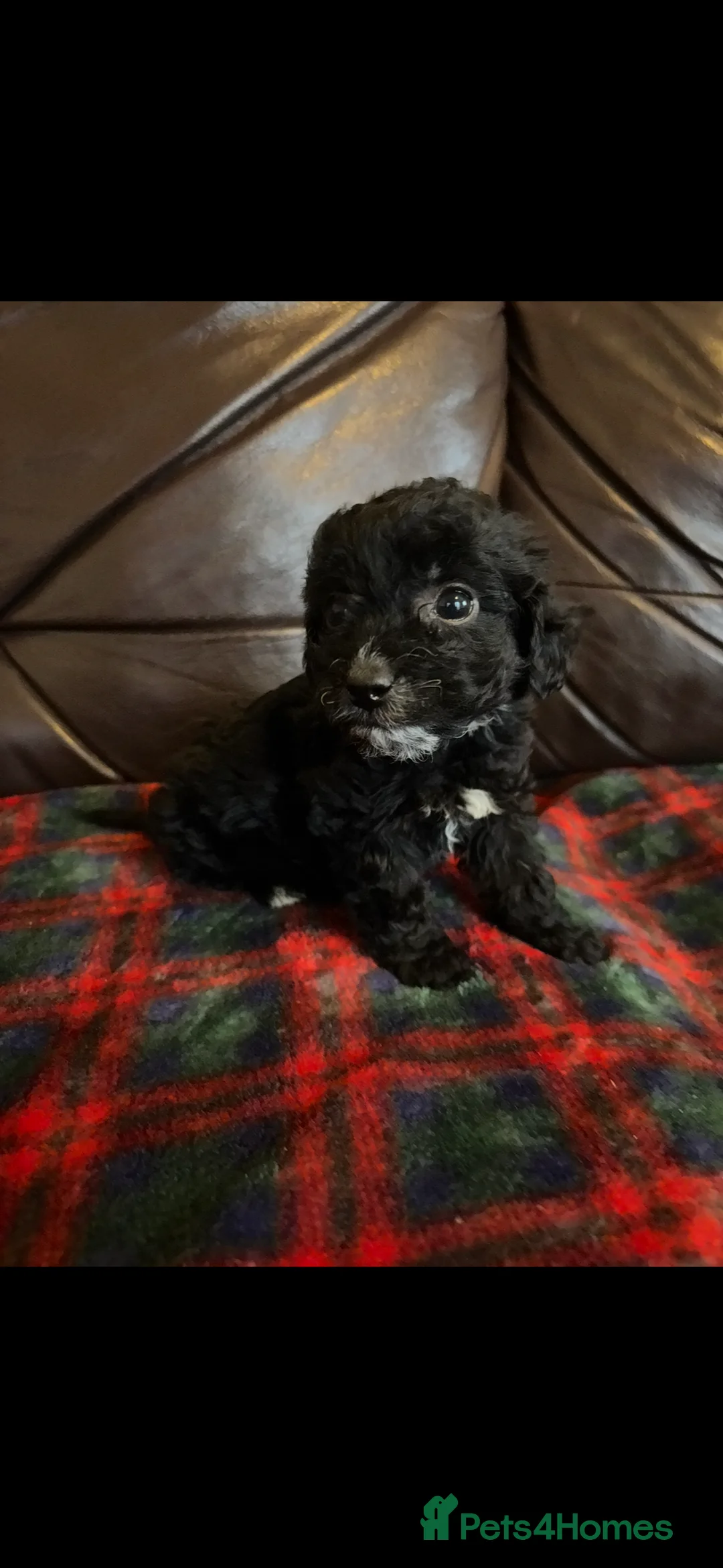 Cockapoo dogs for sale: 1 boy puppy left ready now! - Advert 5