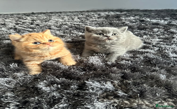 British Shorthair cats - Advert 1