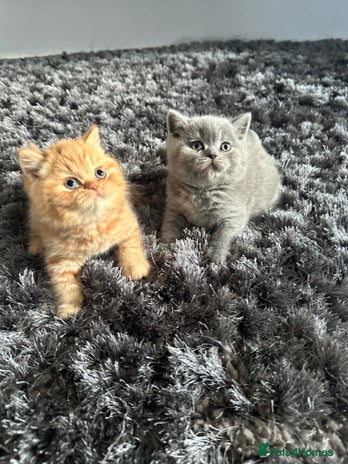British Shorthair cats - Advert 1