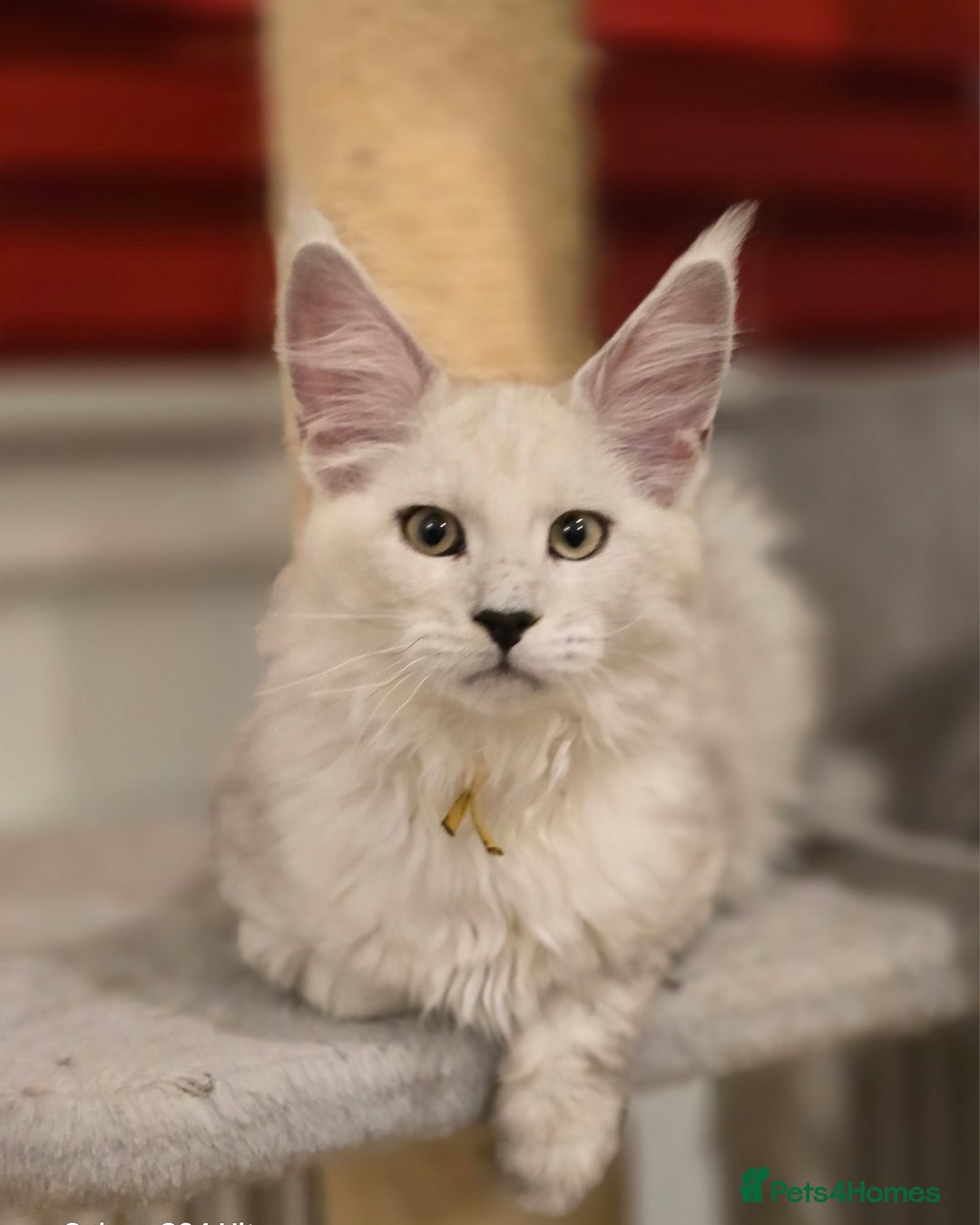 Maine Coon cats for sale: Large Silver Shaded Maine Coon kittens  - Image 7