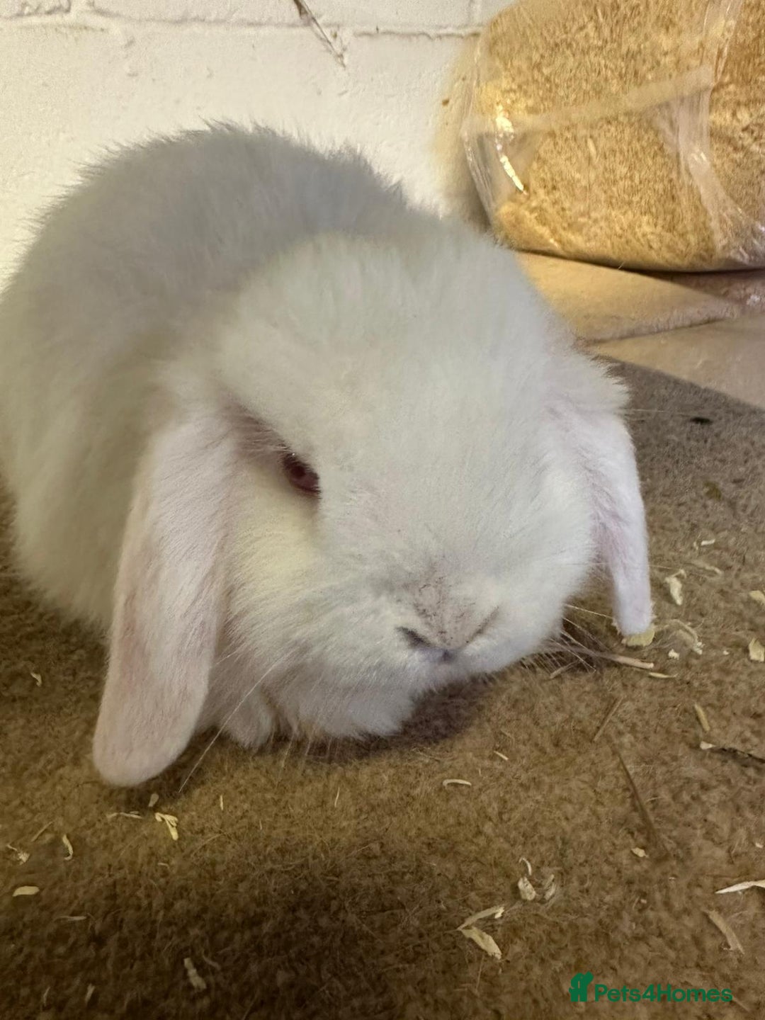 Dwarf Lop rabbits for sale: Drawf lop babies for sale - Advert 5